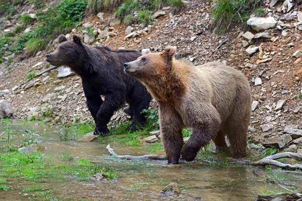 Urso castanho na floresta — Fotografia de Stock