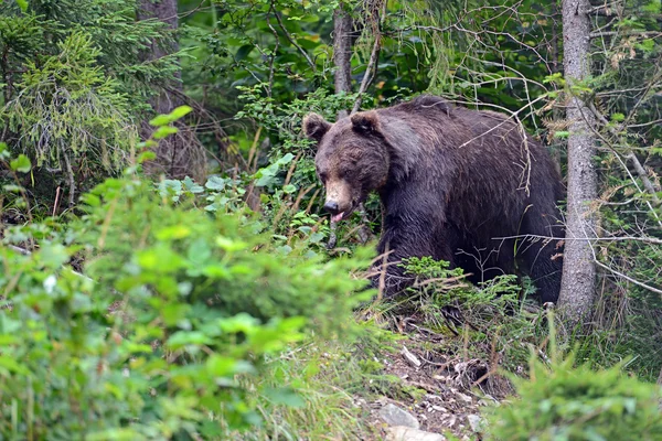 Urso castanho na floresta — Fotografia de Stock