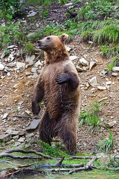 Urso castanho na floresta — Fotografia de Stock