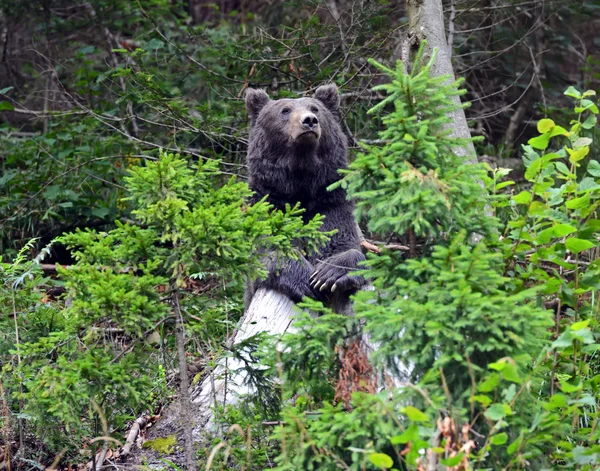 Bruine beer in het bos — Stockfoto