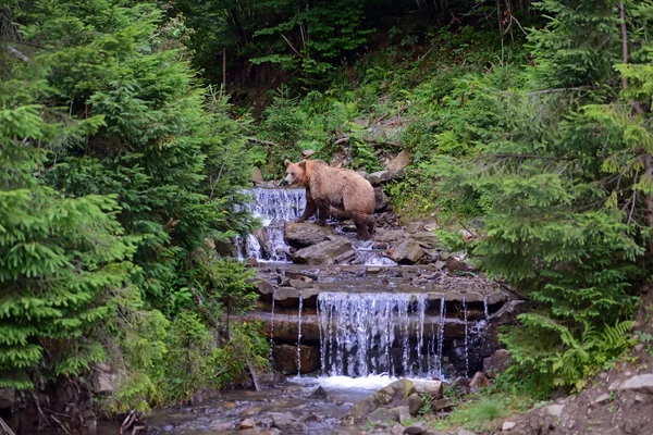 Urso castanho na floresta — Fotografia de Stock