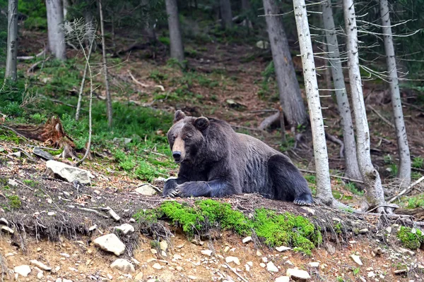 Brun björn i skogen — Stockfoto
