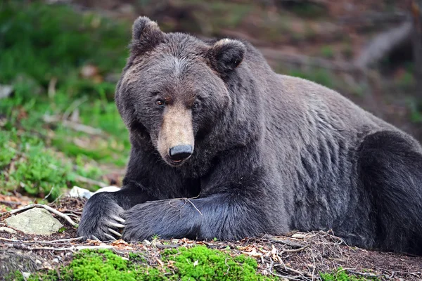 Ours brun dans les bois — Photo