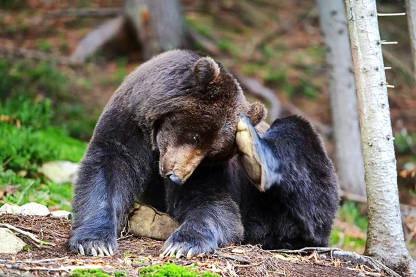 Urso castanho na floresta — Fotografia de Stock