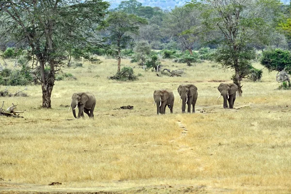 Afrikanische Elefanten in der Savanne — Stockfoto