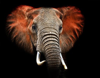 Tsavo Filler