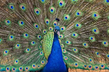 Tavus kuşu portre yzyaschnoho