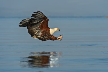 Ak kuyruklu kartal Gölü Naivasha üzerinde