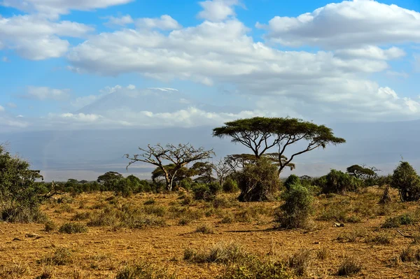 Árvore africana na savana — Fotografia de Stock
