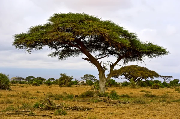 Африканское дерево в саванне — стоковое фото