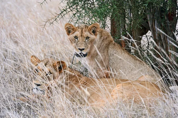 Masai Mara aslanlar — Stok fotoğraf