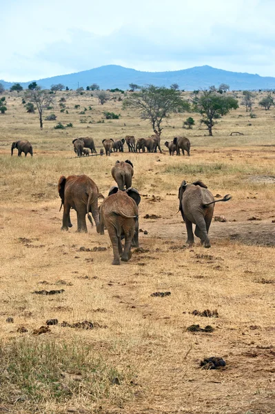 Elefante africano em kenya — Fotografia de Stock