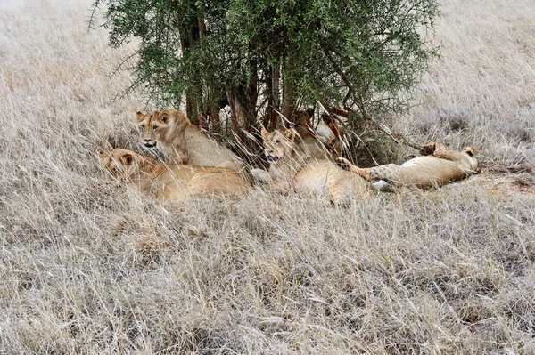 Masai Mara Lions — Stock Photo, Image