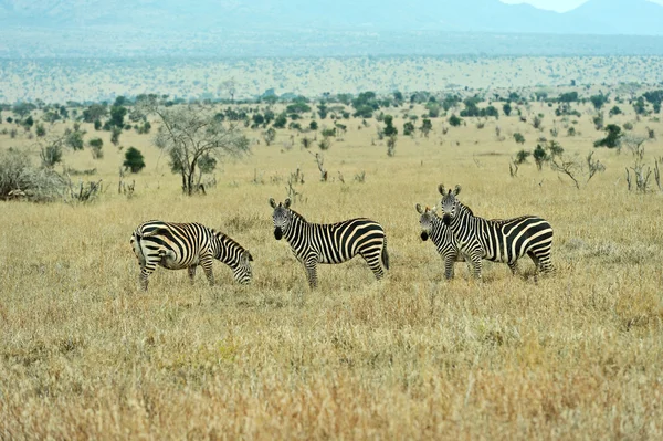 Zebra in de masai mara — Stockfoto