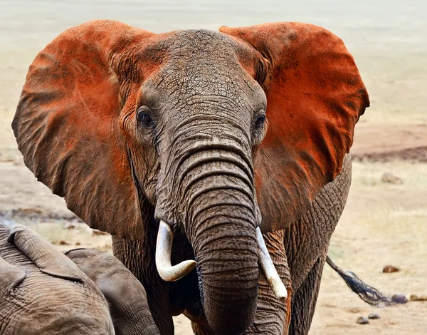 Sloni z Tsavo — Stock fotografie