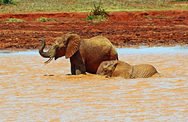 在肯尼亚的非洲大象 — 图库照片