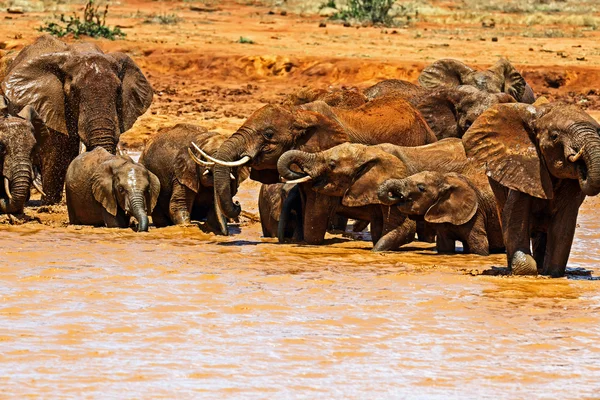 Kudde olifanten in de savanne — Stockfoto