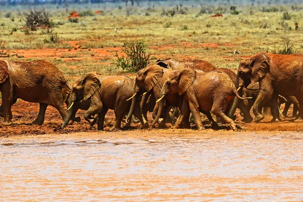 Manada de elefantes en la sabana —  Fotos de Stock
