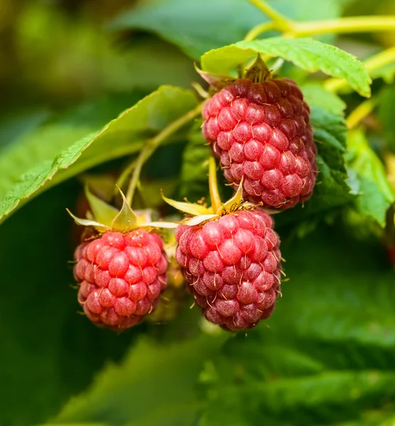 Berries fragrant raspberry Stock Picture