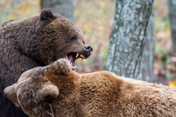 Brown Bear Forest — Stock Photo, Image