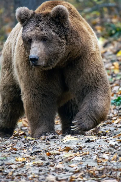 Urso Castanho Floresta — Fotografia de Stock