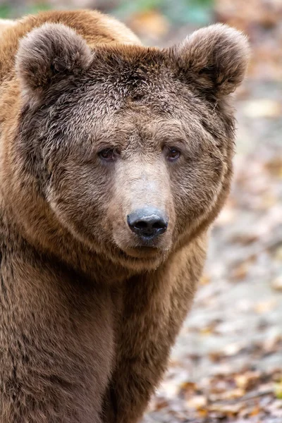 Ruskea Karhu Metsässä — kuvapankkivalokuva