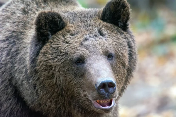 森林里的棕熊 — 图库照片