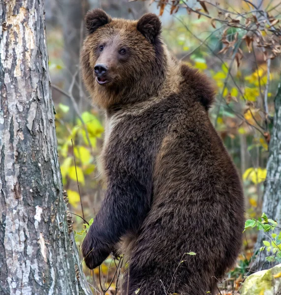 Urso Castanho Floresta — Fotografia de Stock