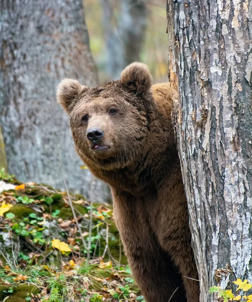 Urso Castanho Floresta — Fotografia de Stock