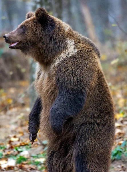 Brown Bear Forest — Stock Photo, Image