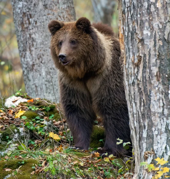 Brunbjörn Skogen — Stockfoto