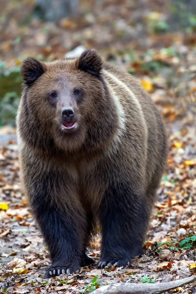 森の中の熊 — ストック写真