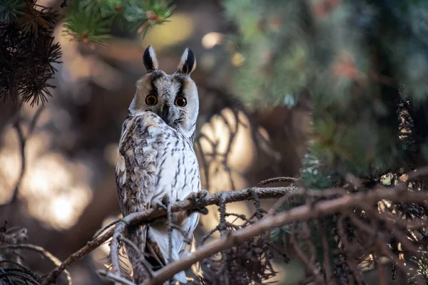 Portrait Eared Owl Forest — Stock Photo, Image