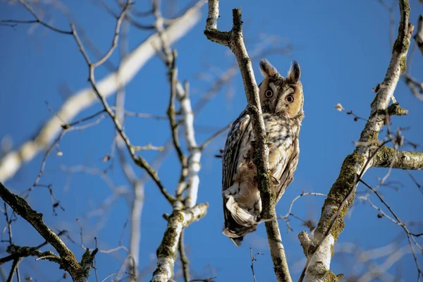 Portret Van Een Ooruil Het Bos — Stockfoto