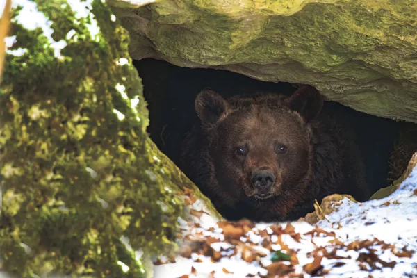 Niedźwiedź Brunatny Jaskini Naturalnym Środowisku — Zdjęcie stockowe