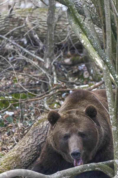 Urso Marrom Floresta Inverno — Fotografia de Stock