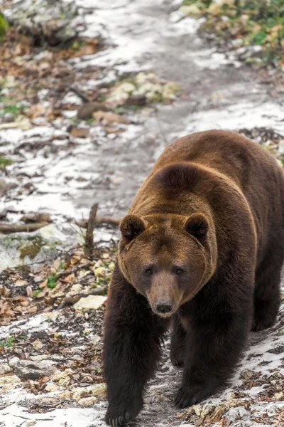 Бурый Медведь Зимнем Лесу — стоковое фото