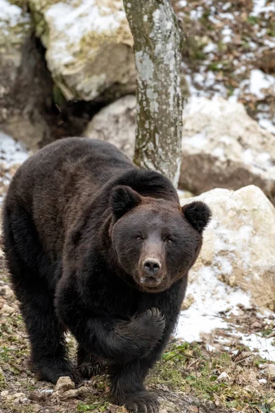 Barna Medve Téli Erdőben — Stock Fotó