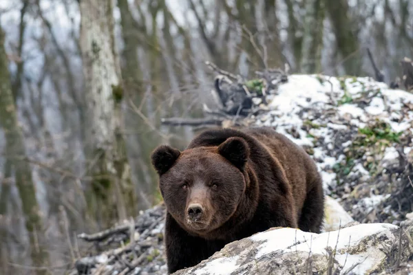 Bruine Beer Het Winterbos — Stockfoto