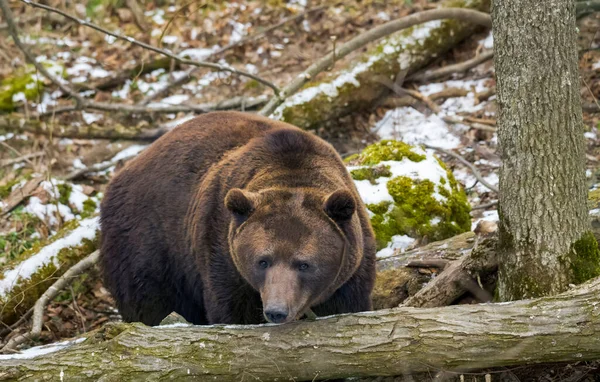 Бурый Медведь Зимнем Лесу — стоковое фото