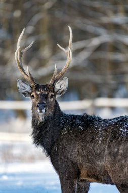 Kış ormanındaki genç geyik