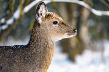 Kış ormanındaki genç geyik