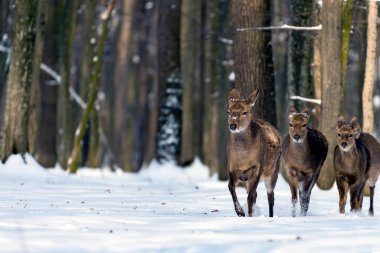 Kış ormanındaki genç geyik