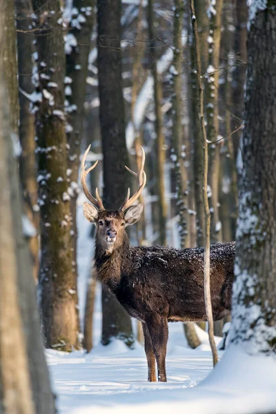 Jonge Herten Het Winterwoud — Stockfoto