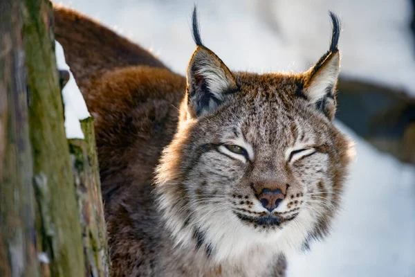 Portret Van Lynx Een Achtergrond Van Sneeuw Natuurlijke Omgeving — Stockfoto