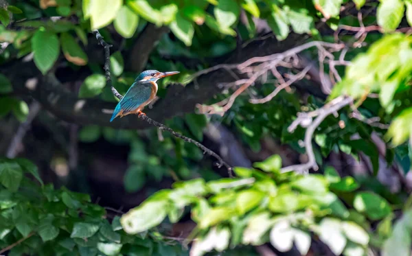 Oiseau Pêcheur Dans Chasse — Photo