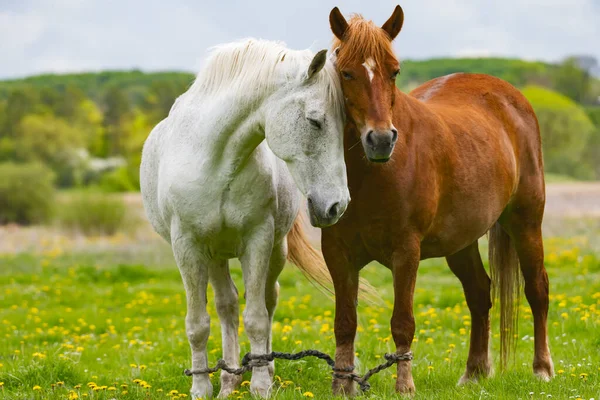 Vita Och Bruna Hästar Betar Äng — Stockfoto