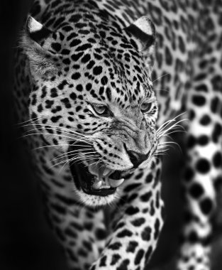 leopar