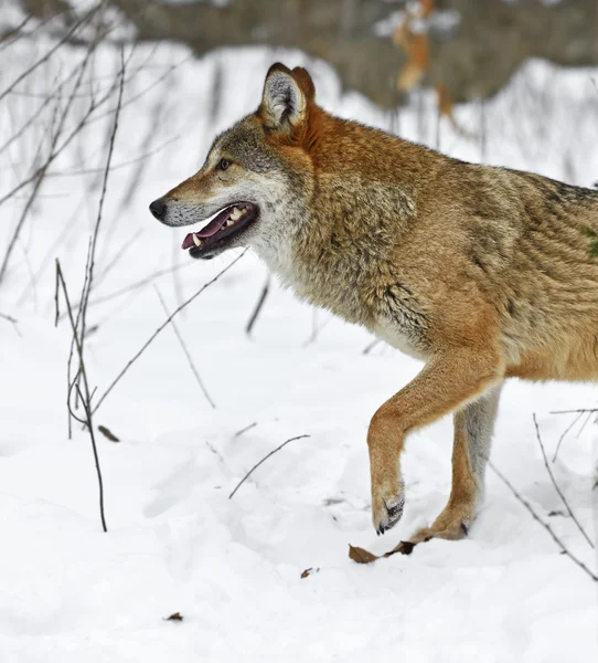 Grijze wolf — Stockfoto