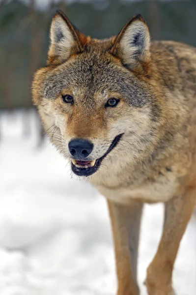 Grijze wolf — Stockfoto